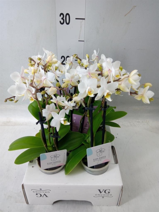 <h4>Phalaenopsis   ...mini</h4>