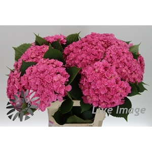 Hydrangea royal kiss