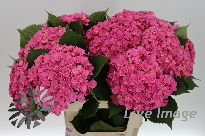 <h4>Hydrangea royal kiss</h4>