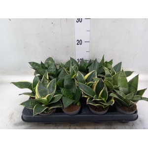 Sansevieria trifa.   ...