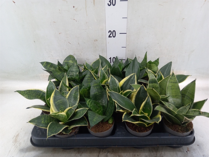 <h4>Sansevieria trifa.   ...</h4>