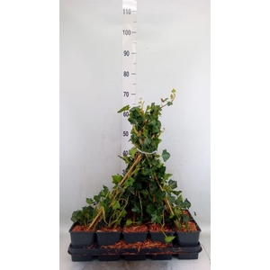 Hedera hibernica