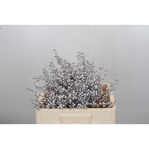 Ilex paint Silver