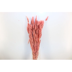Dried Lagurus L Pink Bunch