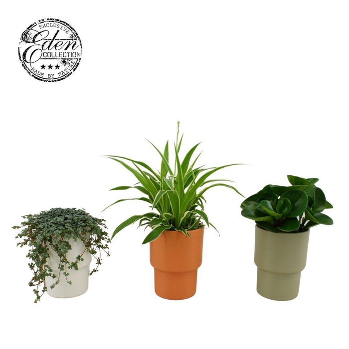 <h4>Gemengde tray 12cm in vaaspot keramiek</h4>