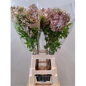 SYR HY MAIDENS BLUSH