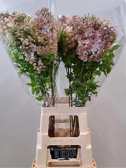 <h4>SYR HY MAIDENS BLUSH</h4>