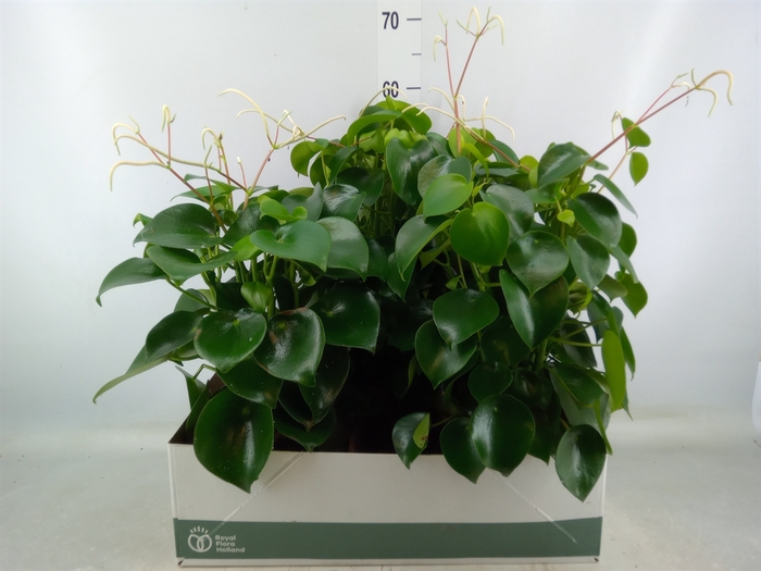 <h4>Peperomia polybotrya 'Raindrop'</h4>