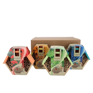 Greengift Dill Corn Burning Love Delphinium 9x20x17cm