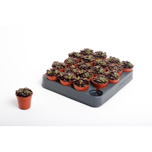 Annecampseros Purple Rain