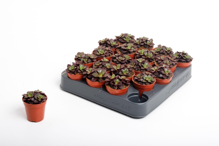 <h4>Annecampseros Purple Rain</h4>