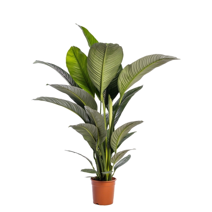 <h4>Spathiphyllum 'Sensation' BLANCO Zonder Bloem</h4>