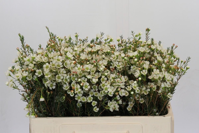 <h4>Chamelaucium Sirius</h4>