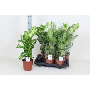 Dieffenbachia Mars 17Ø 65cm