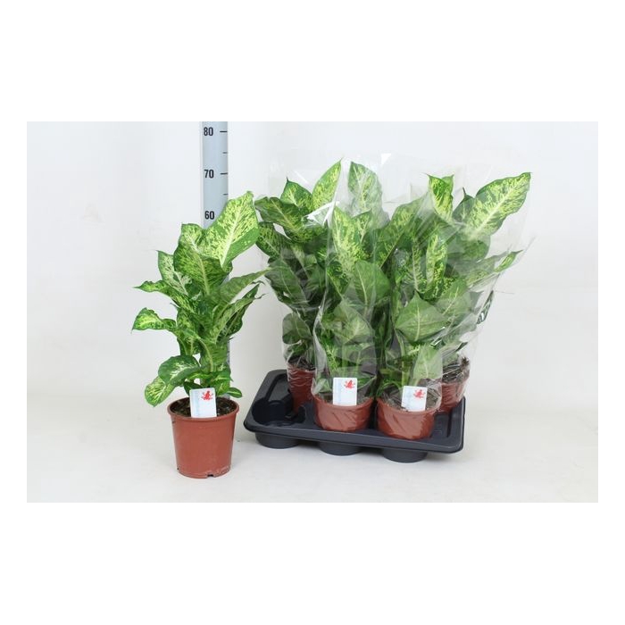<h4>Dieffenbachia Mars 17Ø 65cm</h4>
