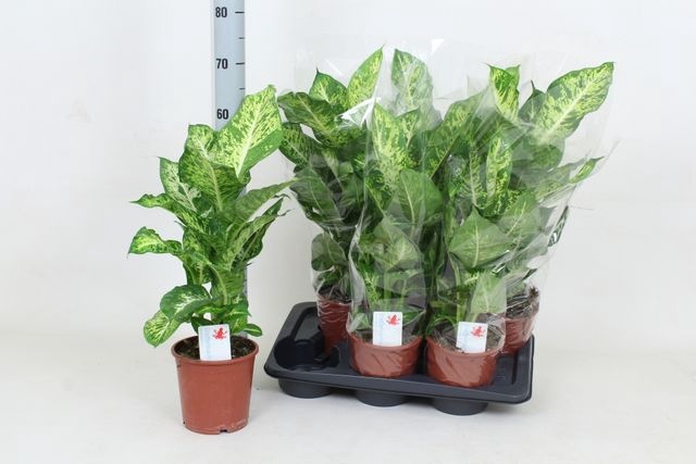 Dieffenbachia Mars 17Ø 65cm
