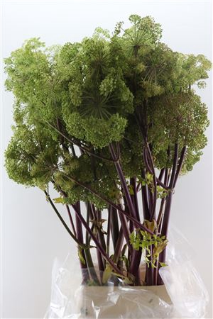 <h4>ANGELICA GIGAS GREEN 130CM EXTRA*</h4>