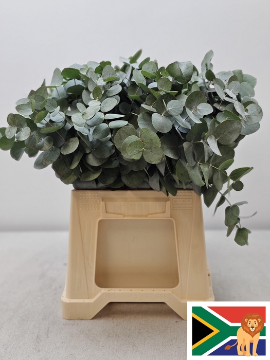 <h4>Euca Cinerea 45cm Z.a.</h4>