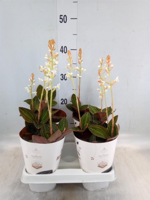 <h4>Ludisia discolor</h4>