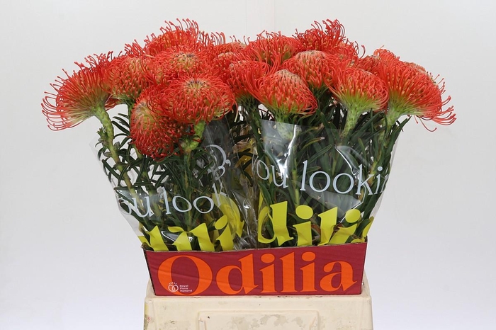 <h4>Nutans Succession</h4>