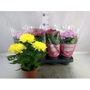 Chrysanthemum  'Supernova'  ..mix