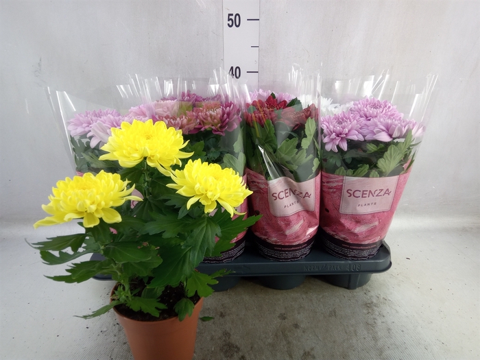 <h4>Chrysanthemum  'Supernova'  ..mix</h4>