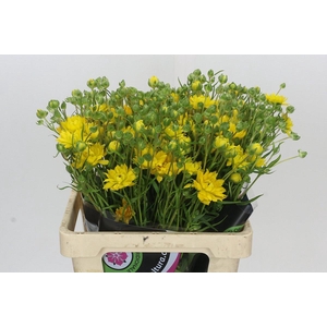 Ranunculus Natura Moderna Proxima