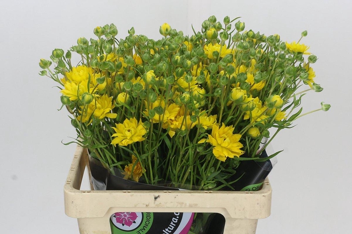 <h4>Ranunculus Natura Moderna Proxima</h4>