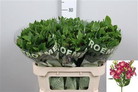 <h4>Alstroemeria flor. 'Noa'</h4>