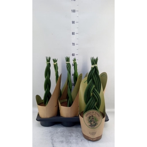 Sansevieria cyl.  ...