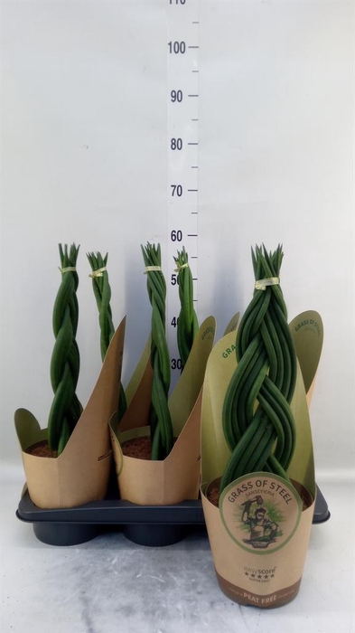 <h4>Sansevieria cyl.  ...</h4>