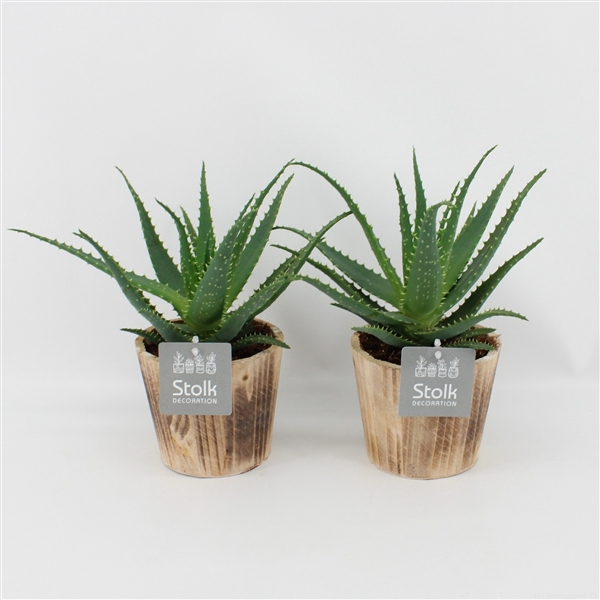 <h4>Aloe Arborescens in Wood Bruin</h4>