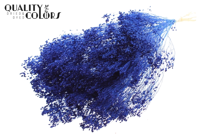 <h4>Broom Bloom p/bunch in poly Bleached Blue</h4>