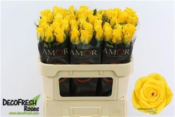 <h4>R Gr Momentum+</h4>