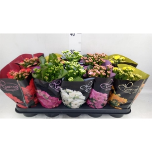 Kalanchoe blos. 'Perfecta'  ..mix 5