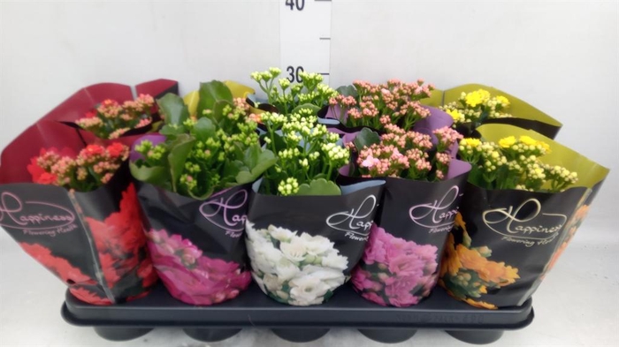 <h4>Kalanchoe blos. 'Perfecta'  ..mix 5</h4>