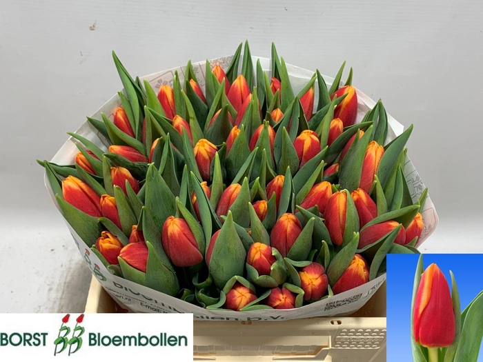 <h4>TU EN SPIRIT</h4>