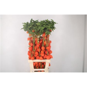 Physalis Lampion Branch