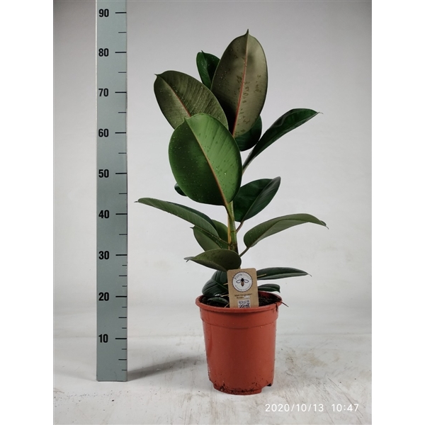 <h4>Ficus elastica Robusta 85cm</h4>