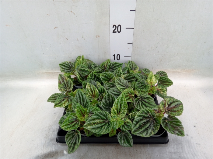 <h4>Peperomia</h4>