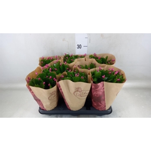 Schlumbergera   ...