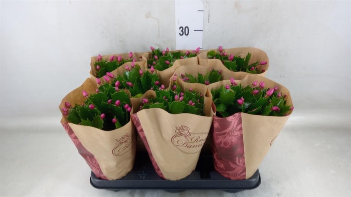 <h4>Schlumbergera ...</h4>
