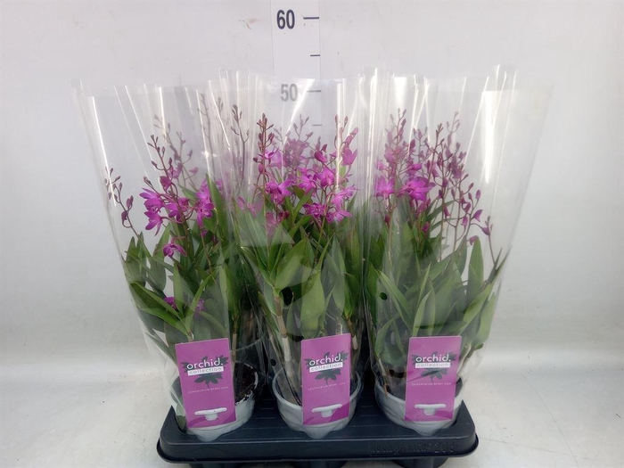 <h4>Dendrobium  'Berry Oda'</h4>