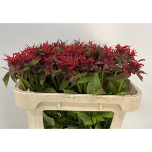 MONARDA OV
