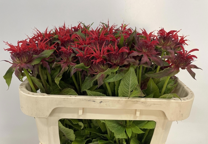 <h4>MONARDA OV</h4>
