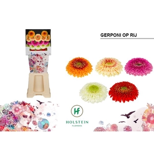 Germini Pomponi Mix Pomponi  Diamond