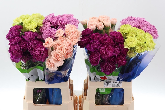 <h4>Di St Gem in fust</h4>