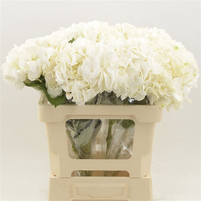 <h4>Hydrangea Ice Age | Wit</h4>