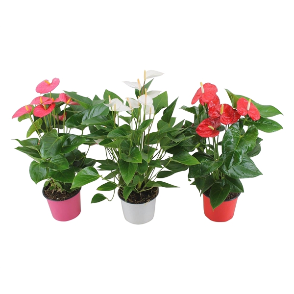 <h4>Anthurium  Jumbomix 17cm</h4>