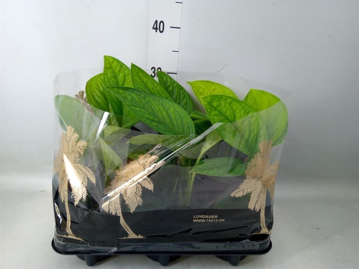 <h4>Monstera ...</h4>